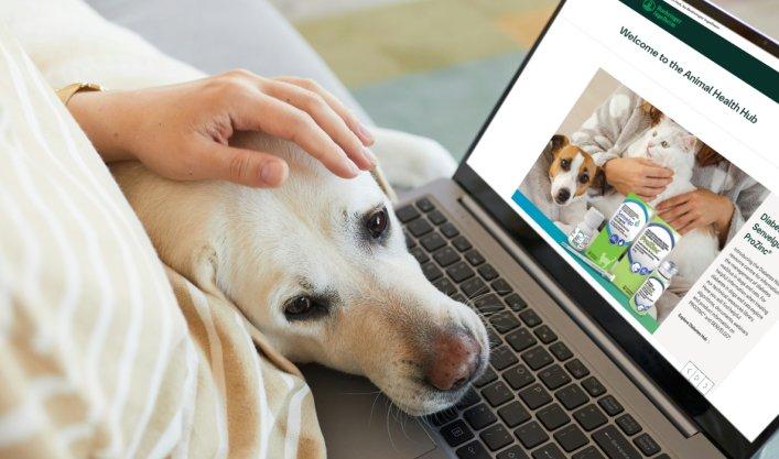 A person is sitting on the sofa with a laptop on their lap. A white Labrador has rested its head on the person's leg from the side.