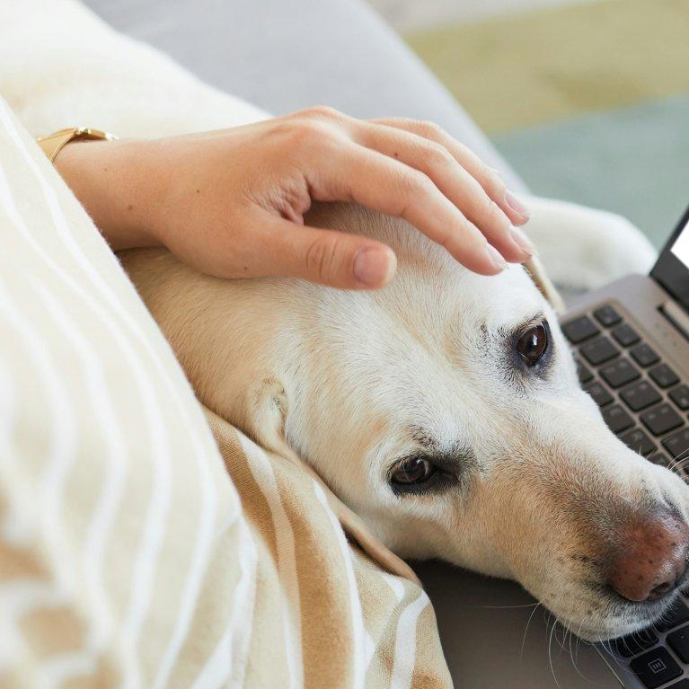 Person sitzt auf Sofa und hat Laptop auf dem Schoß. Ein weißer Labrador hat seinen Kopf von der Seite auf das Bein der Person gelegt.