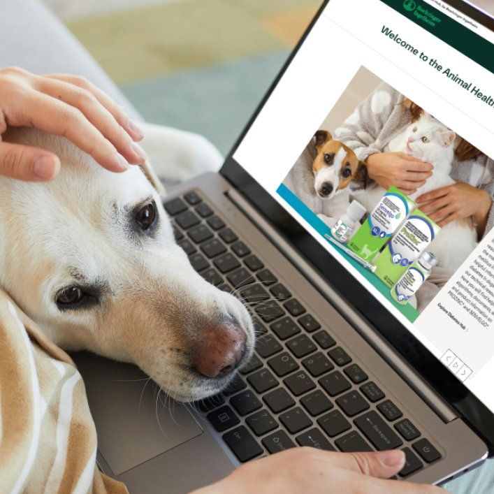 Person sitzt auf Sofa und hat Laptop auf dem Schoß. Ein weißer Labrador hat seinen Kopf von der Seite auf das Bein der Person gelegt.